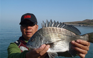 海灘灘釣黑鯛魚的潮水、選點技巧