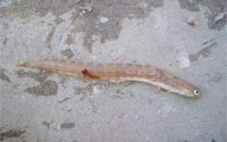 海釣常見的釣餌種類及用法介紹