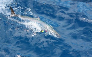 近岸拖釣馬鮫魚垂釣技法攻略
