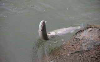 點竿海釣梭魚的裝備配置與垂釣要領