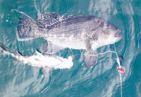 海釣常見的四種釣法，釣大魚不過如此簡單