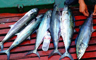 夏秋季節近岸磯釣鲅魚攻略