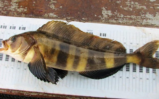 深海船釣與近海釣六線魚的垂釣技法