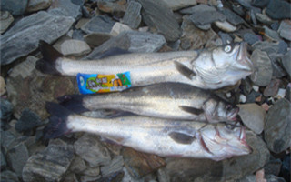 海釣之活餌船釣鱸魚的技巧