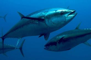 如何使用拖釣法海釣金槍魚