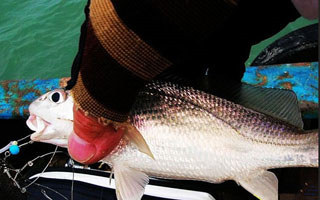 海船施釣白姑魚的絕活教學圖示