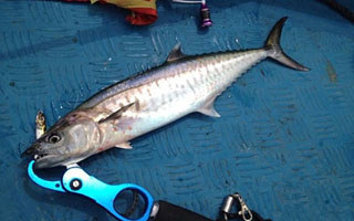 鲅魚的習性及漂釣鲅魚法技巧介紹