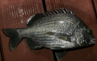 淺談黑鯛的習性和海釣技巧及夜釣注意事項
