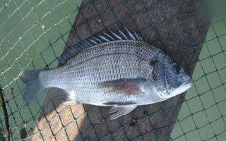 筏釣黑鯛魚的另類釣法及釣點的選擇