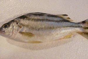 磯釣花身鯻魚的相關釣法技巧