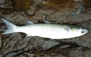 冬季初探浮游磯釣鯔魚（烏頭）法