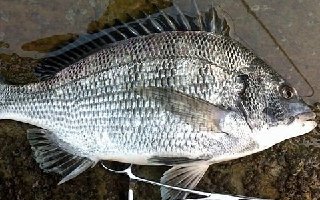 適合磯釣的海釣中層對象魚的魚種介紹