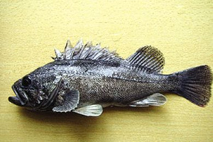 磯釣黑頭魚的釣組搭配技巧