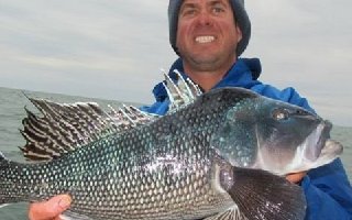 最適合磯釣的海洋表層對象魚魚類介紹