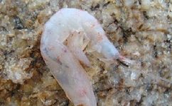 海釣（磯釣）的釣餌和誘餌使用技巧
