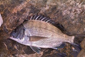 磯釣黑鯛怎樣避免魚吞鉤太深