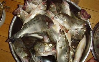 沿海浮游磯釣鱸魚的裝備搭配和釣技
