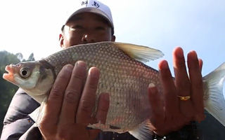 磯釣打窩釣梭魚技巧-磯釣如何釣釣梭魚