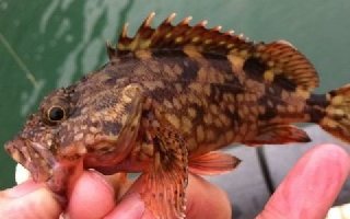 適合海釣磯釣的海洋底層對象魚介紹