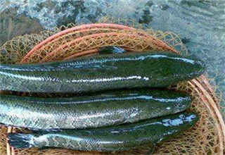 如何用雷強釣法釣黑魚的實戰技巧