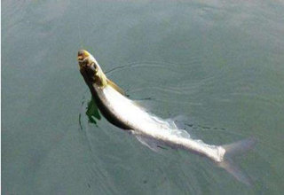 路亞、手竿釣翹嘴魚技巧