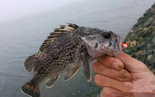 海水路亞黒鮶魚的技法攻略詳解