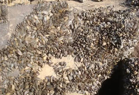 路亞釣魚，如何在長江找到鱖魚窩？