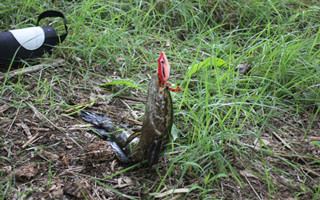 路亞黑魚的經驗總結（上）