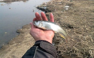 冬季個人溪流路亞馬口魚心得分享