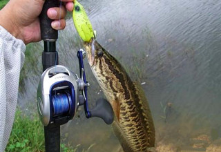 路亞釣魚，各種假餌解析