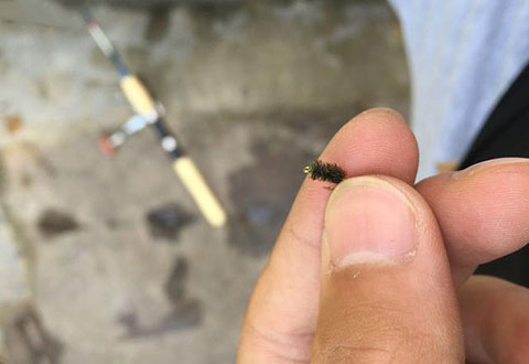 如何正確使用路亞飛蠅釣白條？釣組詳細解說