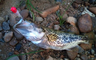 釣友分享秋季路亞鱖魚的技巧