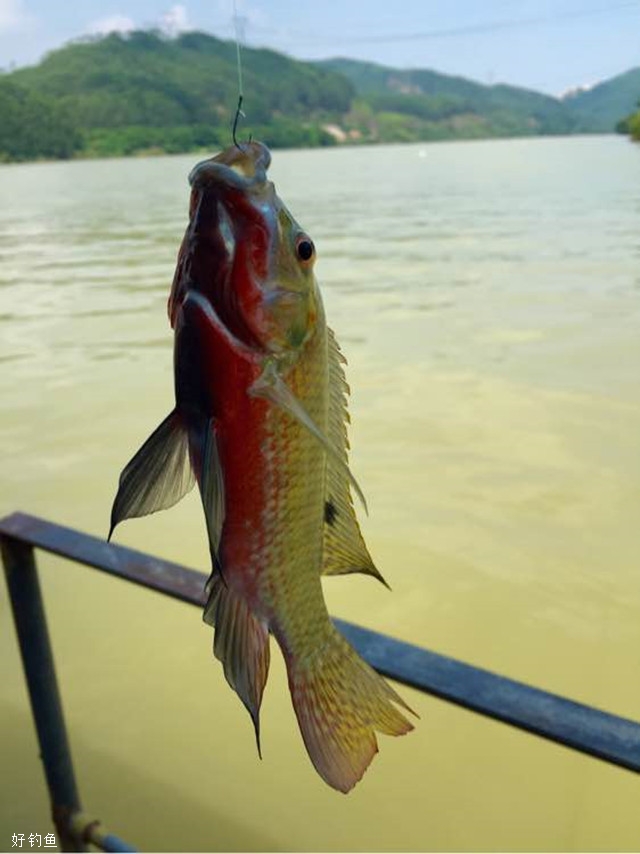 有一種魚叫做吉利慈鯛