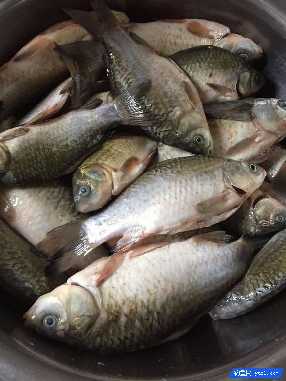 野物從河里鉆出,口里咬著一條魚,雙雙被釣魚人捕獲