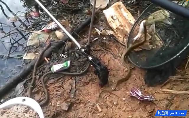 野物從河里鉆出,口里咬著一條魚,雙雙被釣魚人捕獲