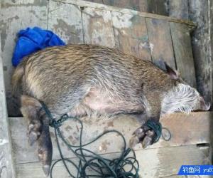 河邊釣魚, 傳來一陣“哼哼”聲, 可愛野物也來捕魚?
