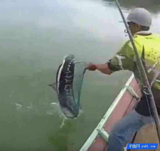 男子乘船在河中釣魚釣獲碩大“魚王”