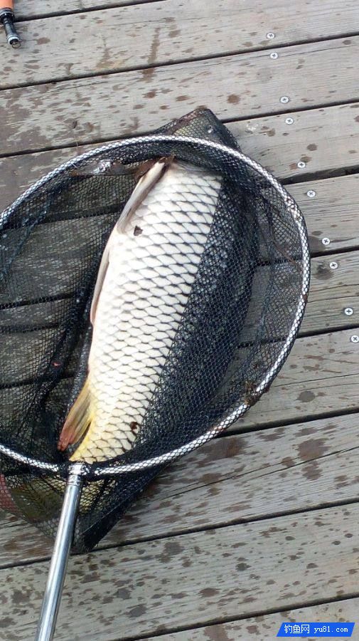  男子老河天橋下釣魚，意外釣起清朝時期古物