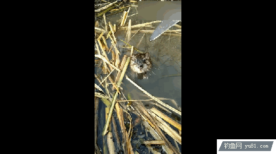  蘆葦蕩釣魚，連上大白鯽“萌物”伺機摸魚