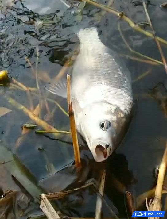  蘆葦蕩釣魚，連上大白鯽“萌物”伺機摸魚