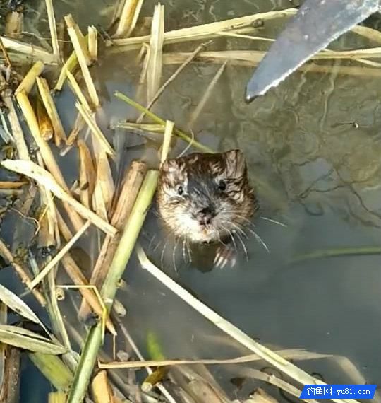  蘆葦蕩釣魚，連上大白鯽“萌物”伺機摸魚