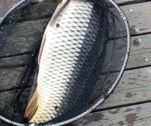 男子老河天橋下釣魚，意外釣起清朝時期古物