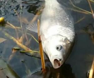 蘆葦蕩釣魚，連上大白鯽“萌物”伺機摸魚