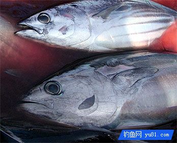 平均2秒就能釣到一條魚!島國人民的迷之釣魚法~