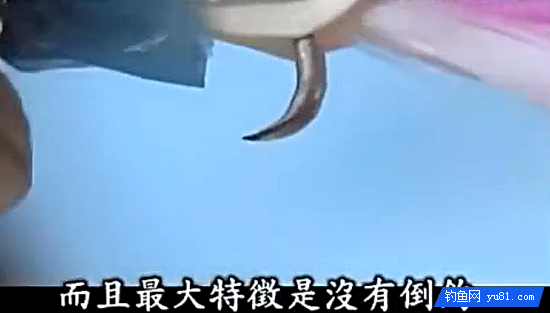 平均2秒就能釣到一條魚!島國人民的迷之釣魚法~