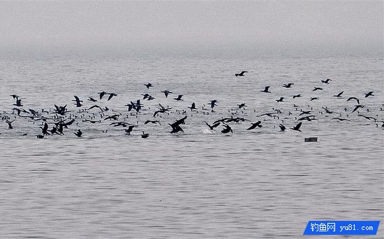 平均2秒就能釣到一條魚!島國人民的迷之釣魚法~