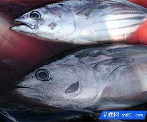 平均2秒就能釣到一條魚!島國人民的迷之釣魚法~