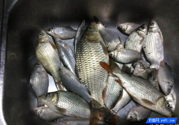 從菜鳥到入門，記錄釣友垂釣艱辛之路