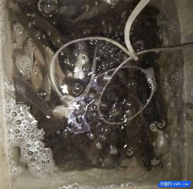 從菜鳥到入門，記錄釣友垂釣艱辛之路