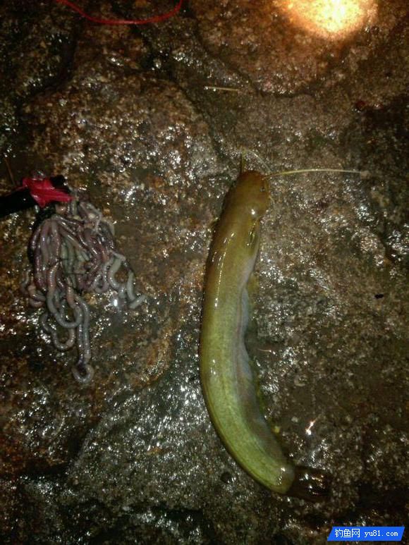 農村大哥放完牛去釣魚，一會兒就爆盆了，釣魚資源真好！